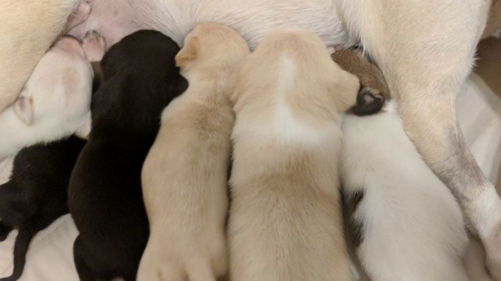 can more than one dog father a litter