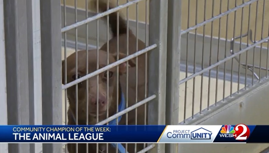 Wesh 2 Central Florida Shelter The Animal League Nurses Thousands of Animals Back to Health