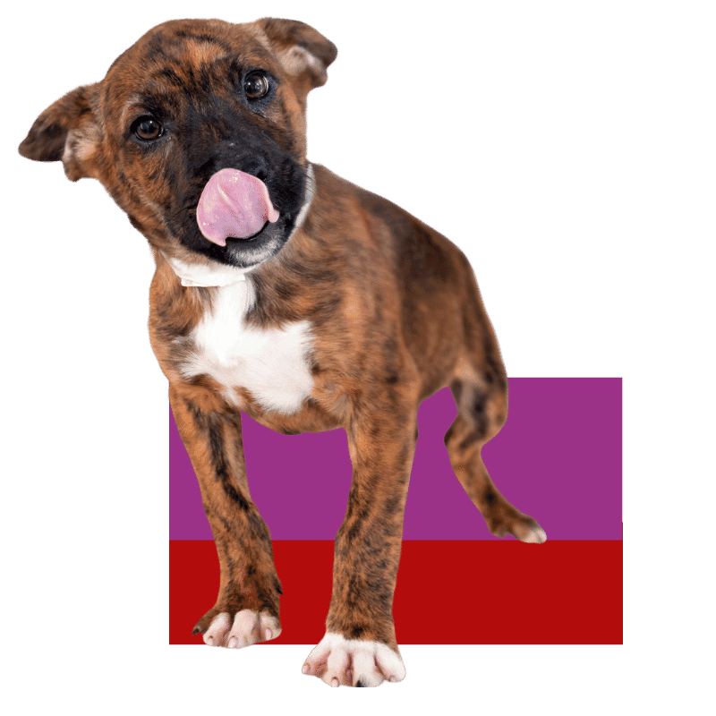 Nylabone Cares  Donating to Dog Shelters