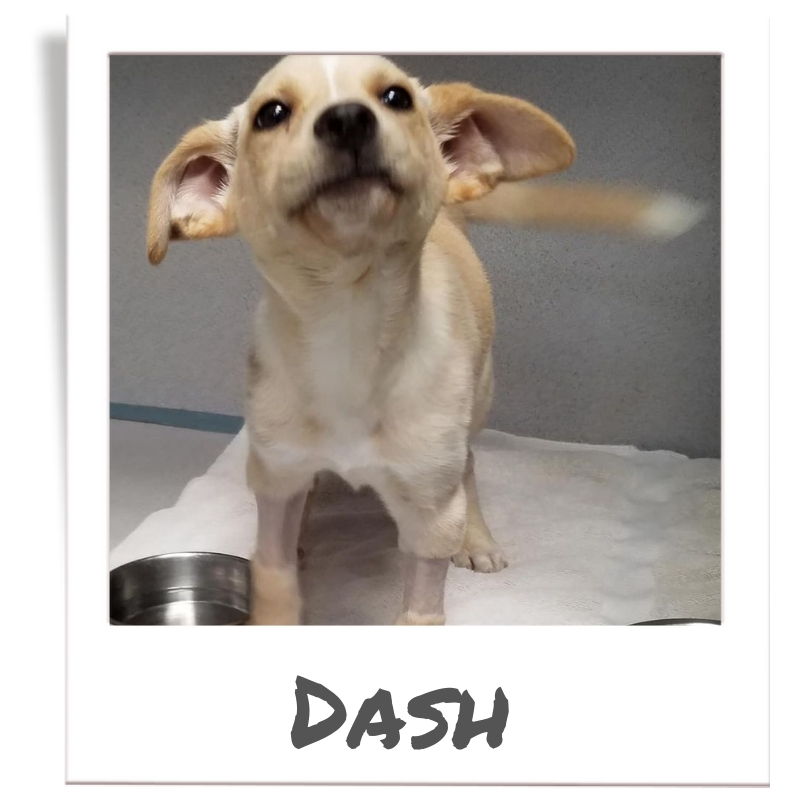Dash was rescued by The Animal League through the Sunshine Fund program