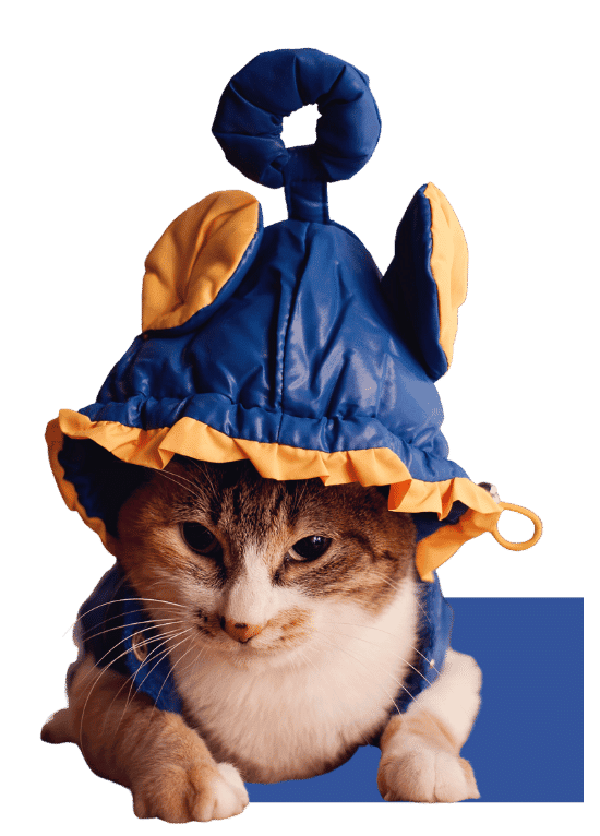 Halloween kitty in witch hat