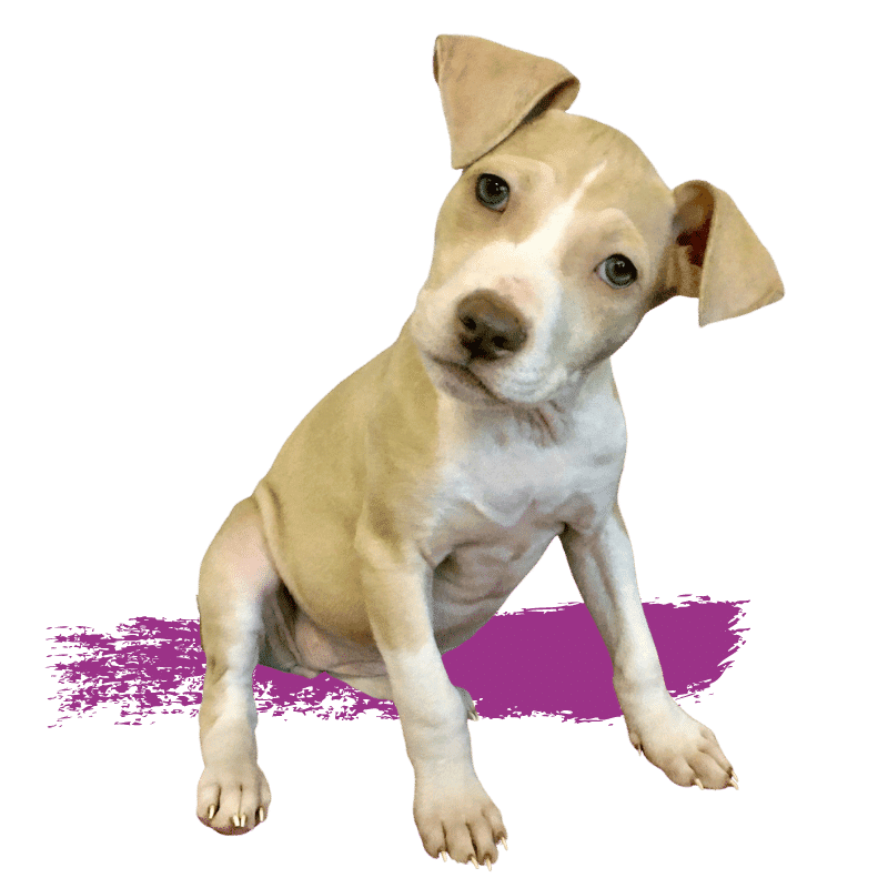 Considering adopting a pet? Check out these Miami-Dade dogs