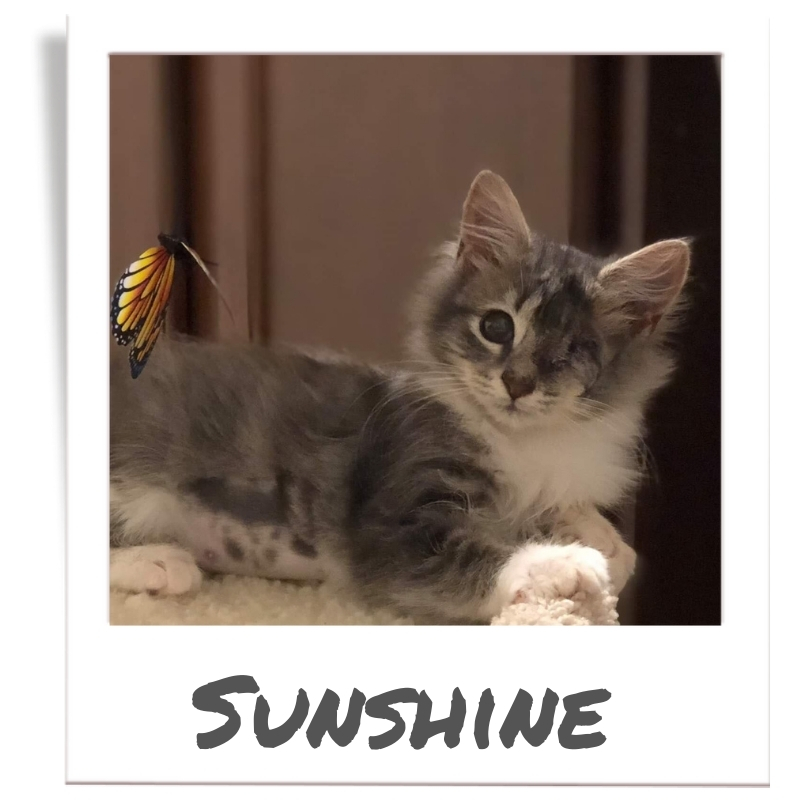Sunshine was rescued by The Animal League through the Sunshine Fund program