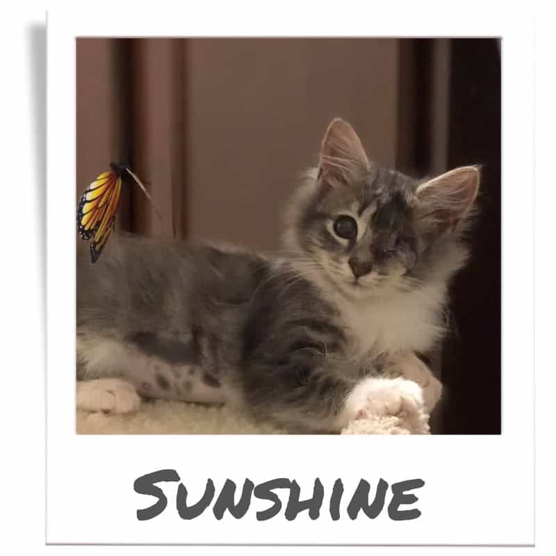 Sunshine was rescued by The Animal League through the Sunshine Fund program