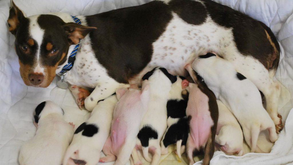 Spring is Puppy and Kitten Mania