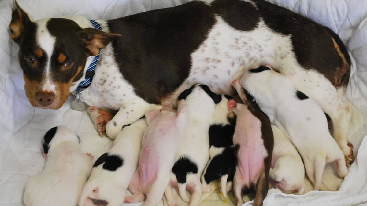 Spring is Puppy and Kitten Mania