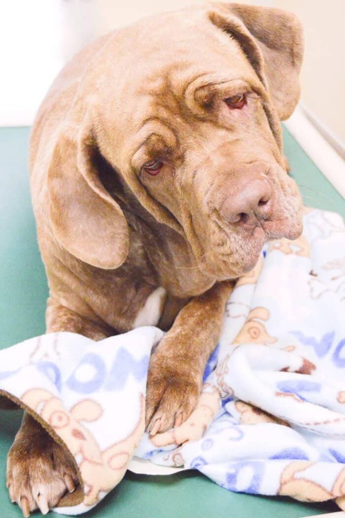 Trixie, a brown and white Neopolitan Mastiff Blend, looks at the camera with very sorrowful eyes and cuddles her fleecy blanket between her paws for comfort.
