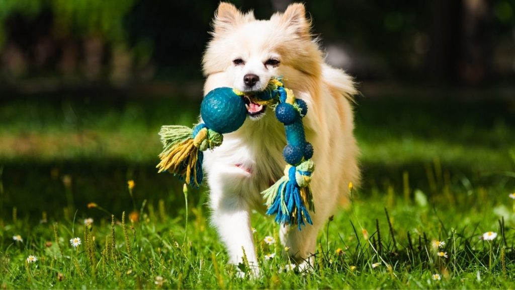 dog running with toy