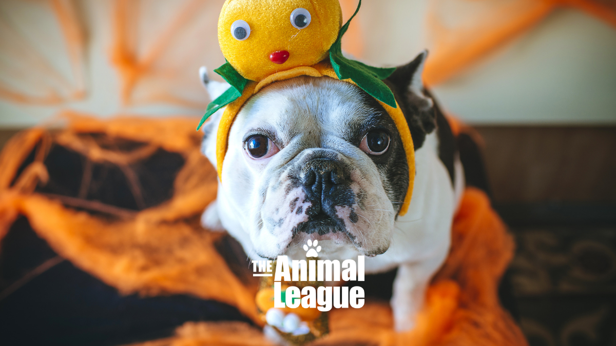 The Animal League's Howl-O-Ween Pet Parade and Costume Contest