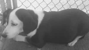 Abandoned, Behind the Scenes of Animal Rescue - The Animal League