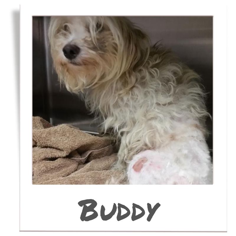 Sunshine Fund pet rescued by The Animal League, Buddy