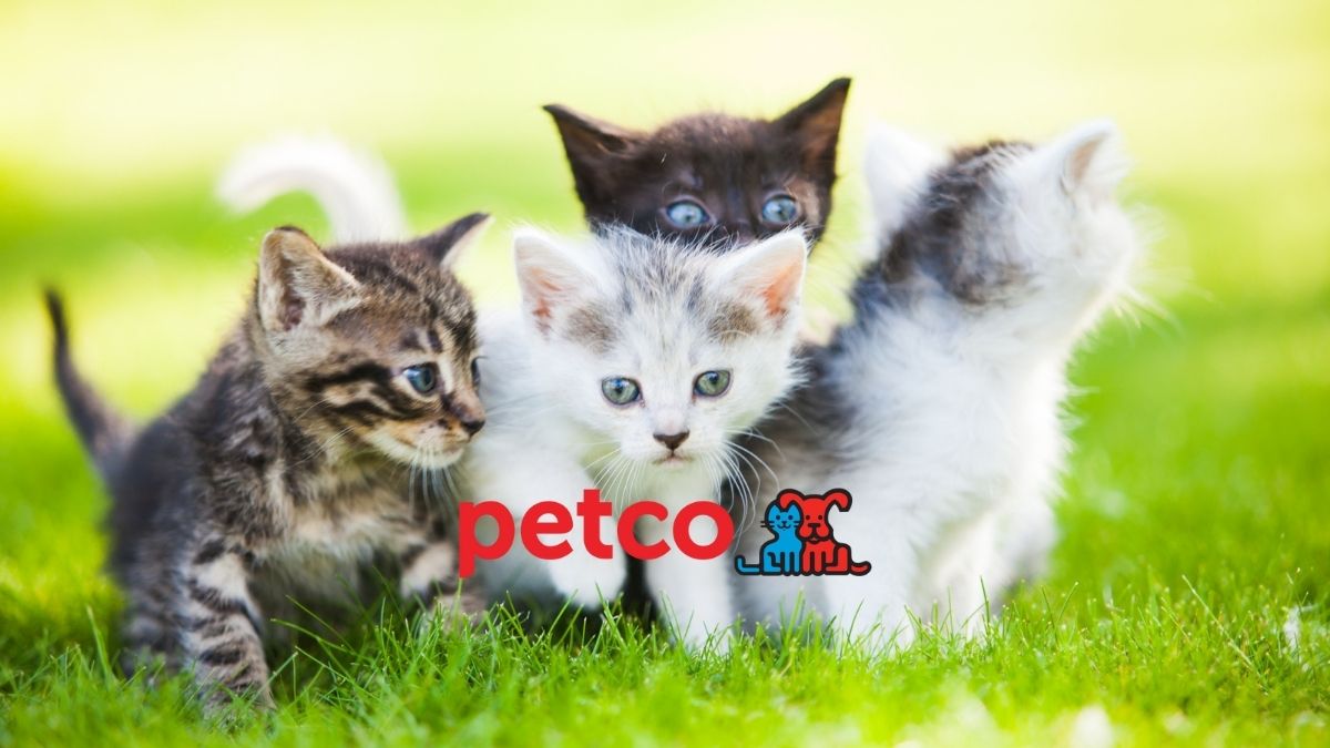 Cat adoption day at Petco Clermont with The Animal League