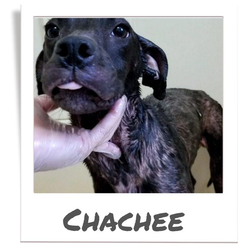 Sunshine Fund pet rescued by The Animal League, Chachee