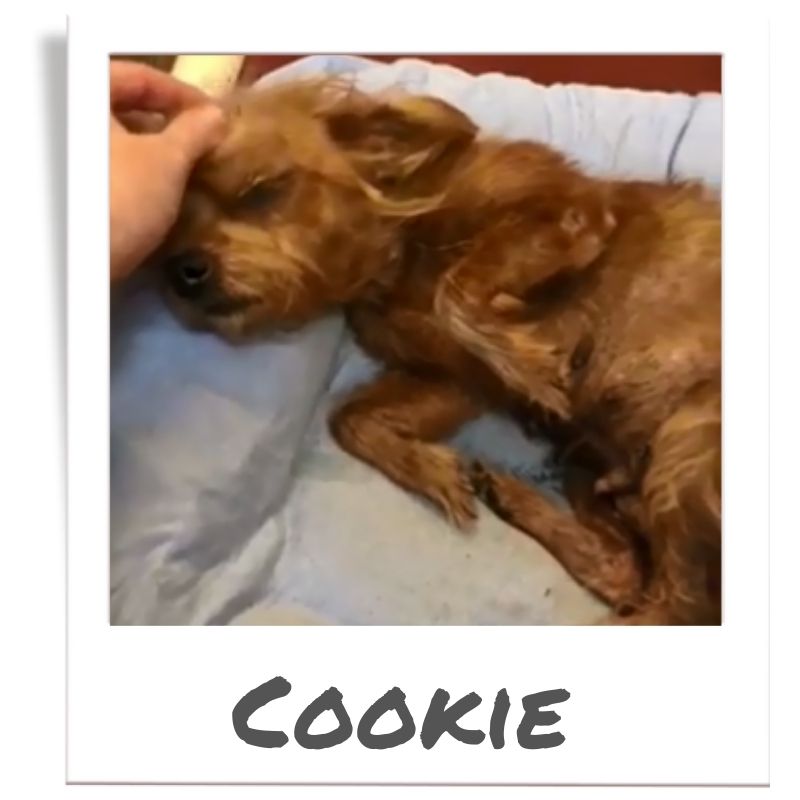 Sunshine Fund pet rescued by The Animal League, Cookie