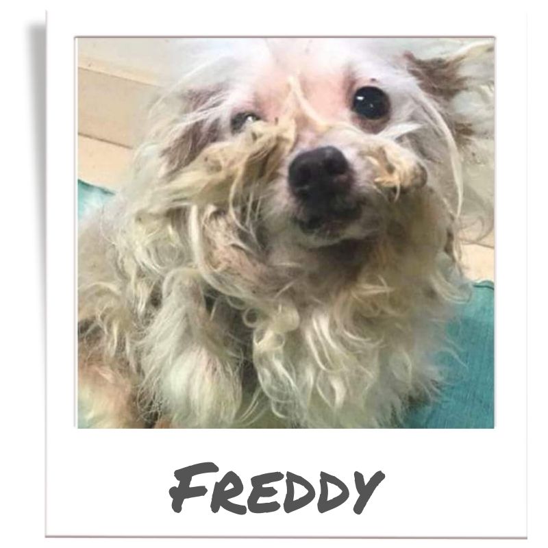 Sunshine Fund pet rescued by The Animal League, Freddy