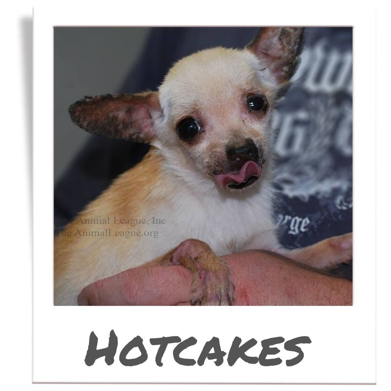 Sunshine Fund pet rescued by The Animal League, Hotcakes