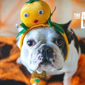 The Animal League's Howl-O-Ween Pet Parade and Costume Contest