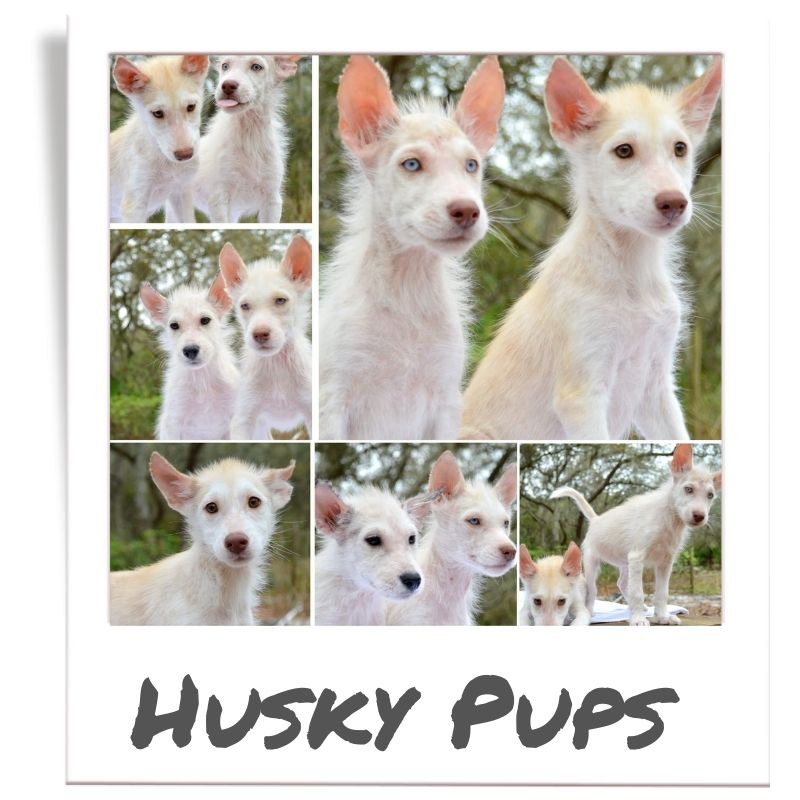 Sunshine Fund pet rescued by The Animal League, Husky pups