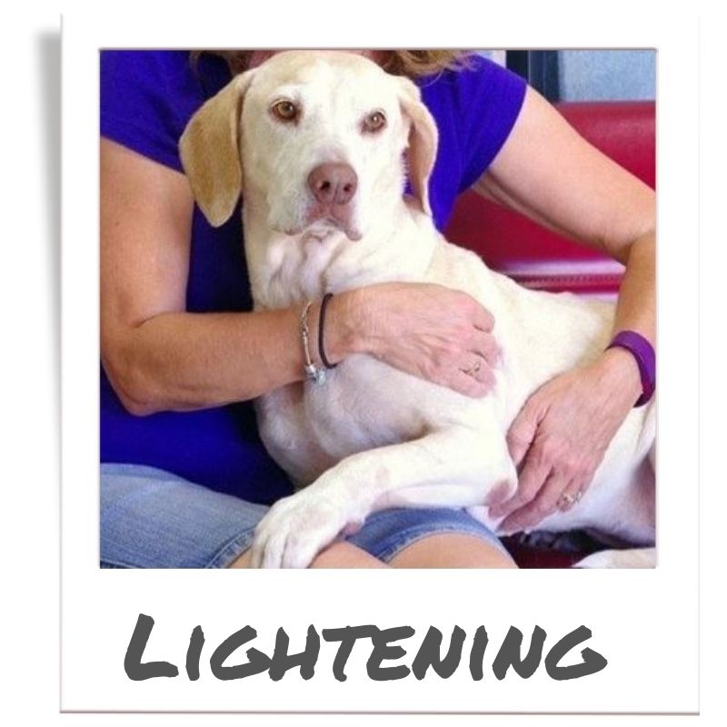 Sunshine Fund pet rescued by The Animal League, Lightening