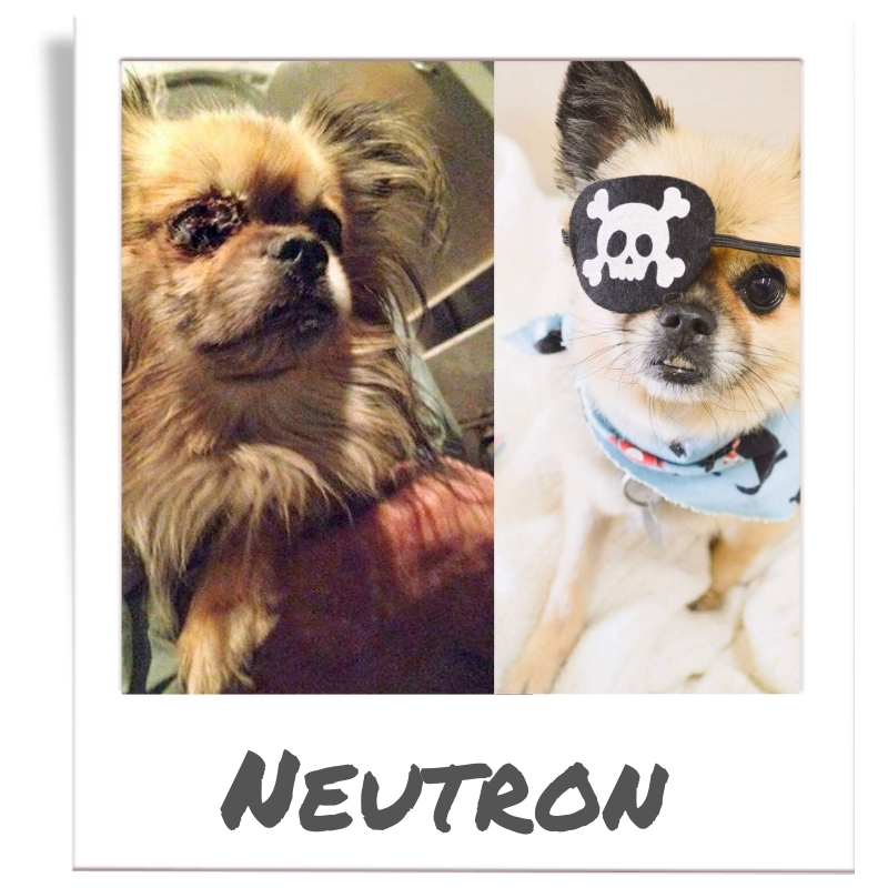 Neutron before and after rehabilitation by The Animal League