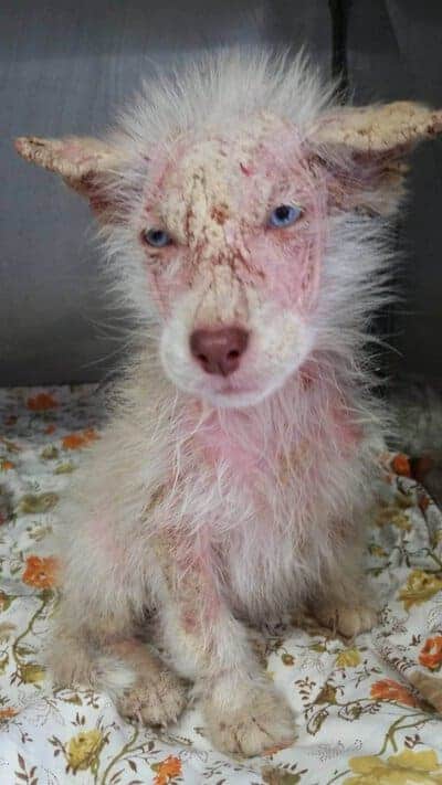 The skin is irritated from head to toe, with very little fur present.