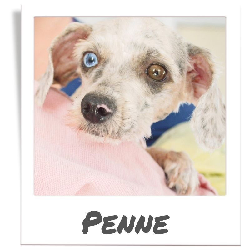 Sunshine Fund pet rescued by The Animal League, Penne