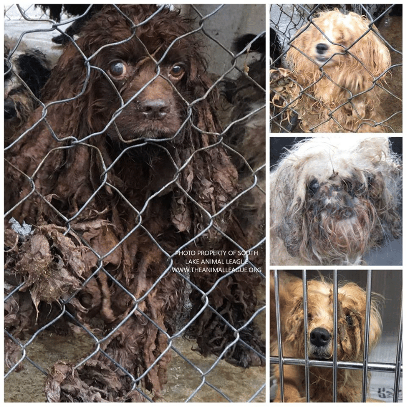 Puppy mill rescue of 2019