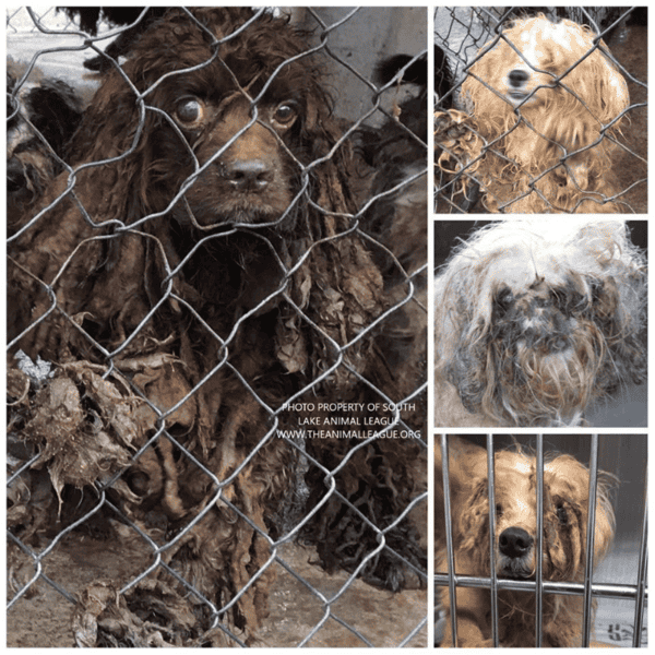 Puppy mill rescue of 2019