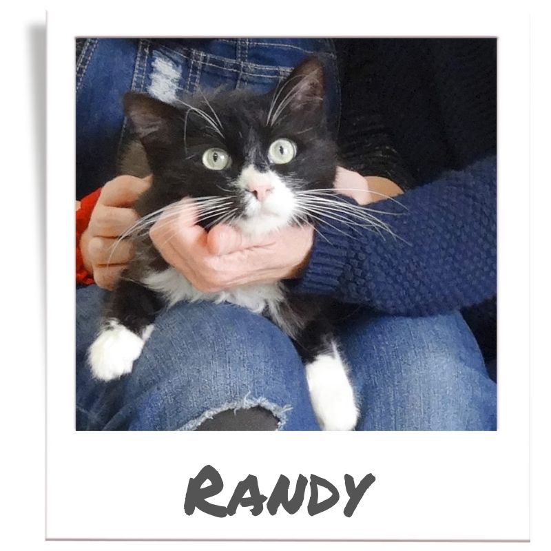 Sunshine Fund pet rescued by The Animal League, Randy