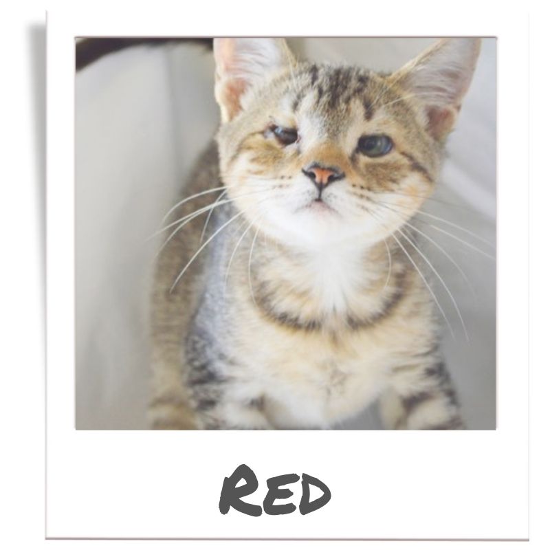 Sunshine Fund pet rescued by The Animal League, Red