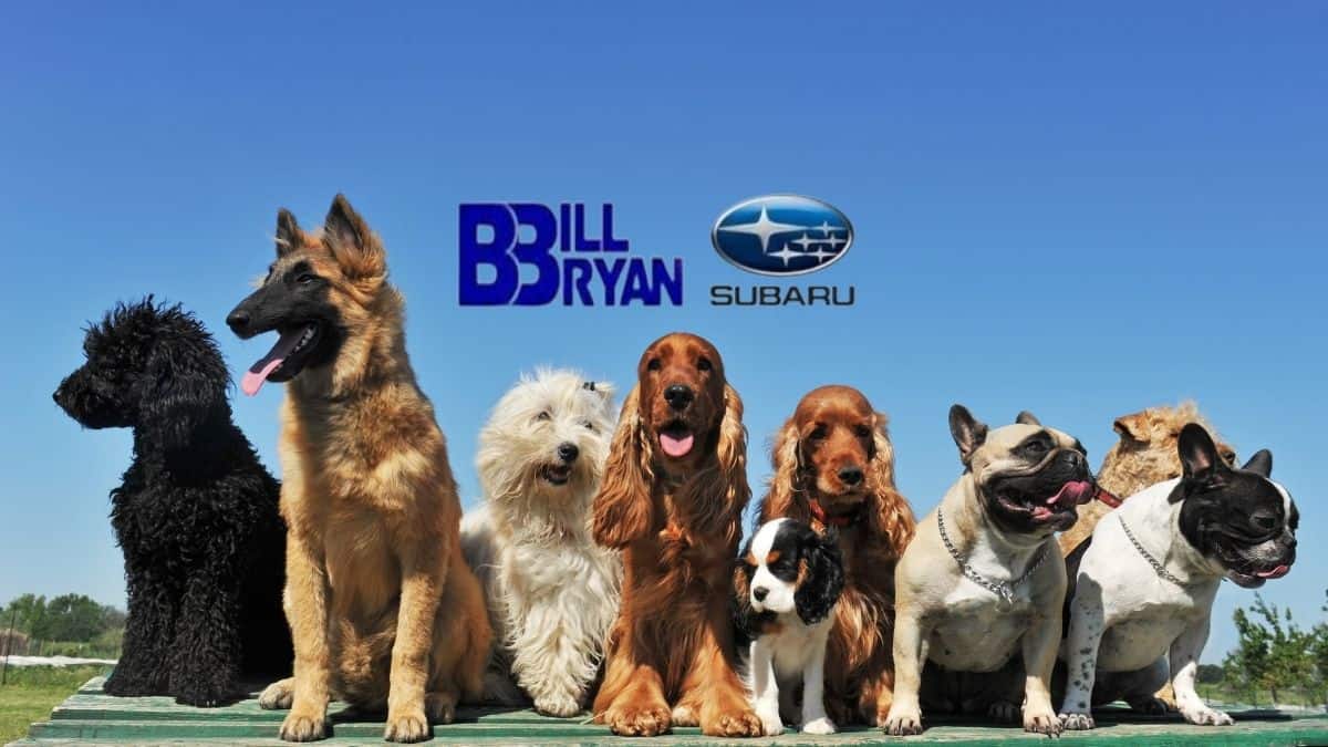 Pet adoption day at Bill Bryan Subaru with The Animal League