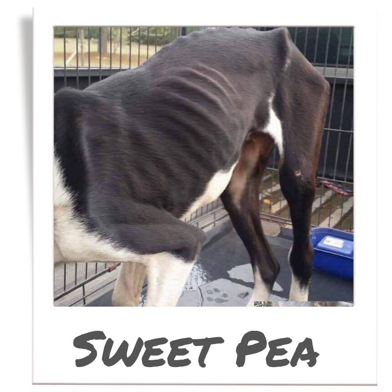 Sunshine Fund pet rescued by The Animal League, Sweet Pea