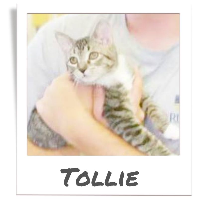Sunshine Fund pet rescued by The Animal League, Tollie