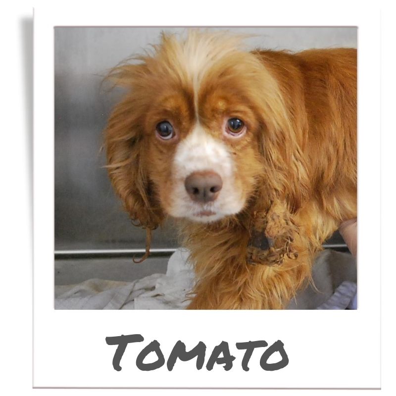 Sunshine Fund pet rescued by The Animal League, Tomato