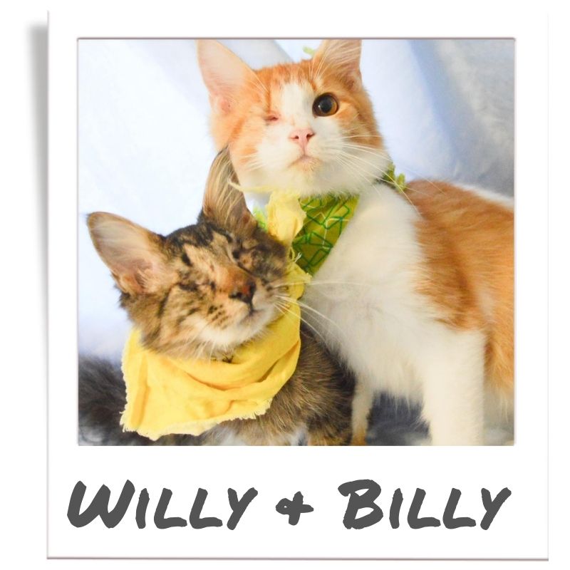 Sunshine Fund pet rescued by The Animal League, Willy and Billy