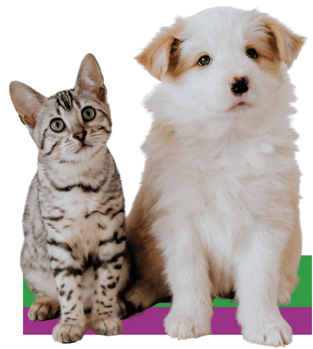 cat and dog picture