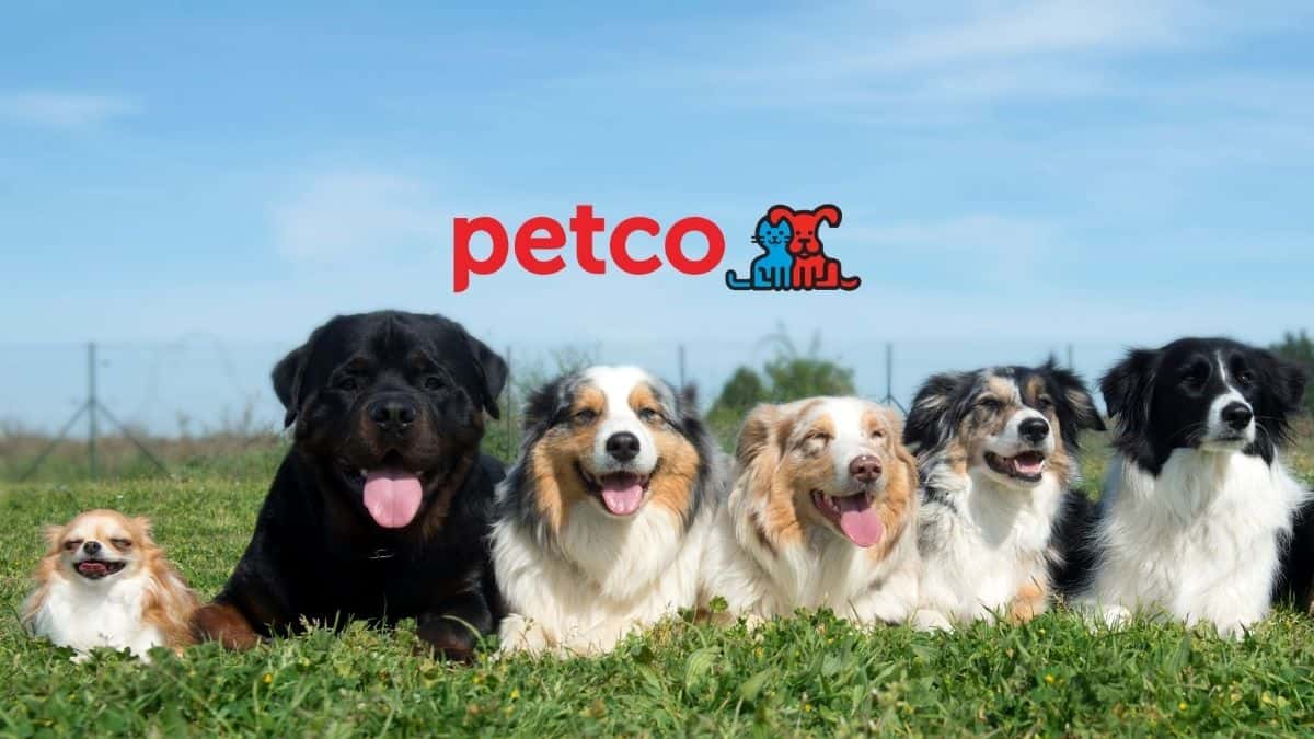 Petco store animal adoption