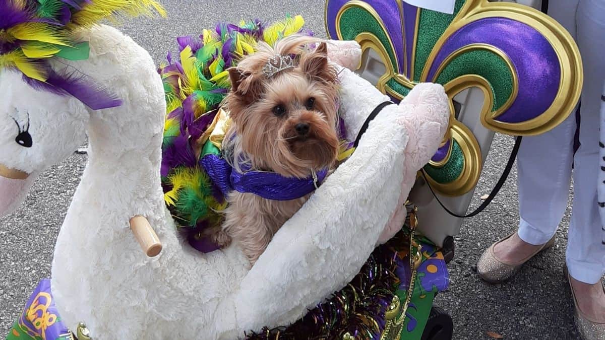 Dog mardi gras outlet outfit