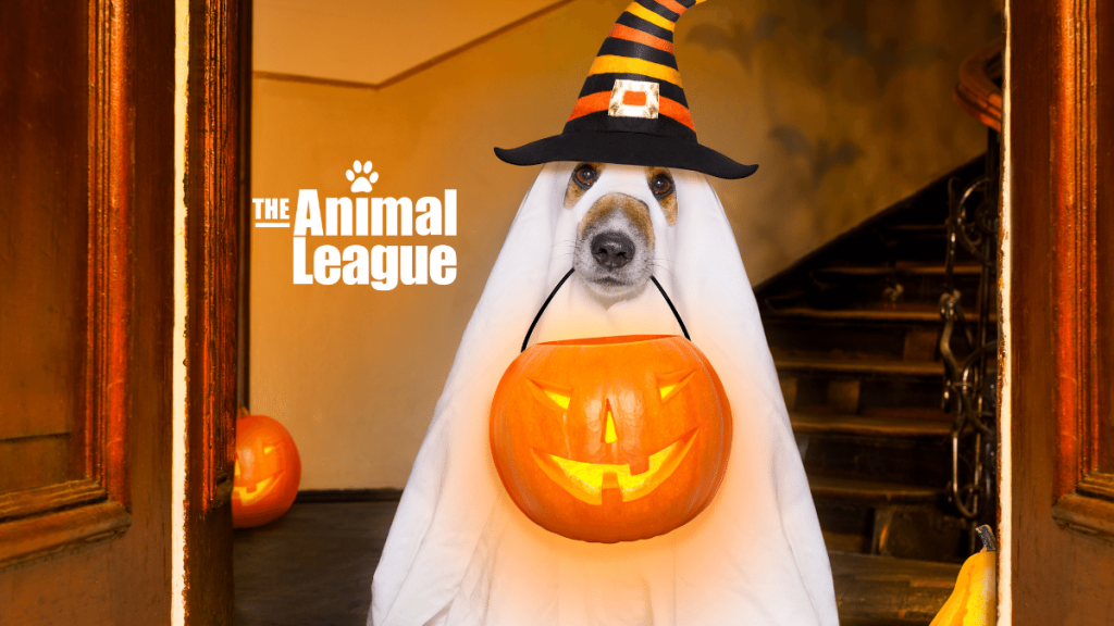 Wag O Ween Online Pet Costume Contest 2023 The Animal League