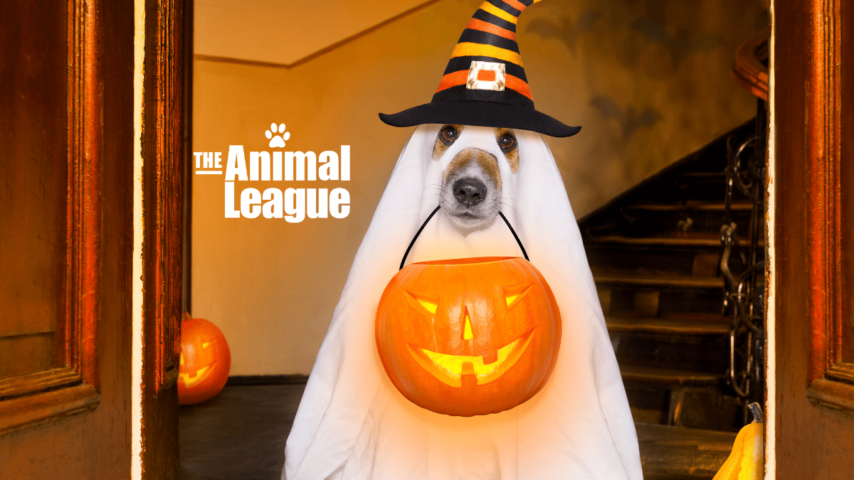 Wag-O-Ween Online Pet Costume Contest