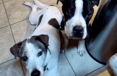 Wally sits beside Trixie, a Jack Russell Terrier.