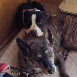 Wally finds comfort in snuggling up with another dog at his foster placement.