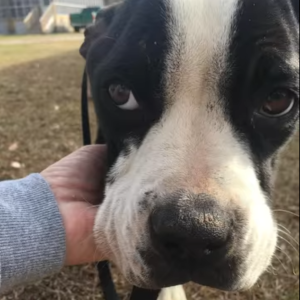 Wally rests his head on a carers hand.