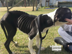 Wally stands in the yard at The Animal League. His bones are badly protruding and rib cage is very visibile.