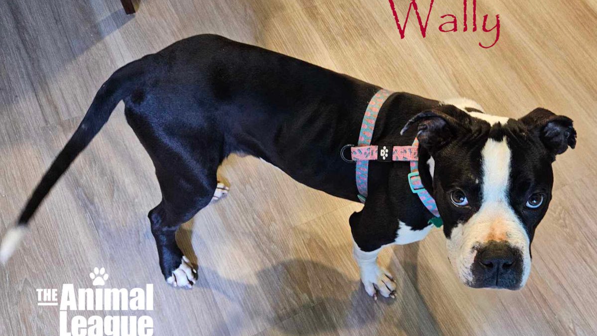 Wally, a black and white boxer blend, looking fit and healthy and ready for adoption.