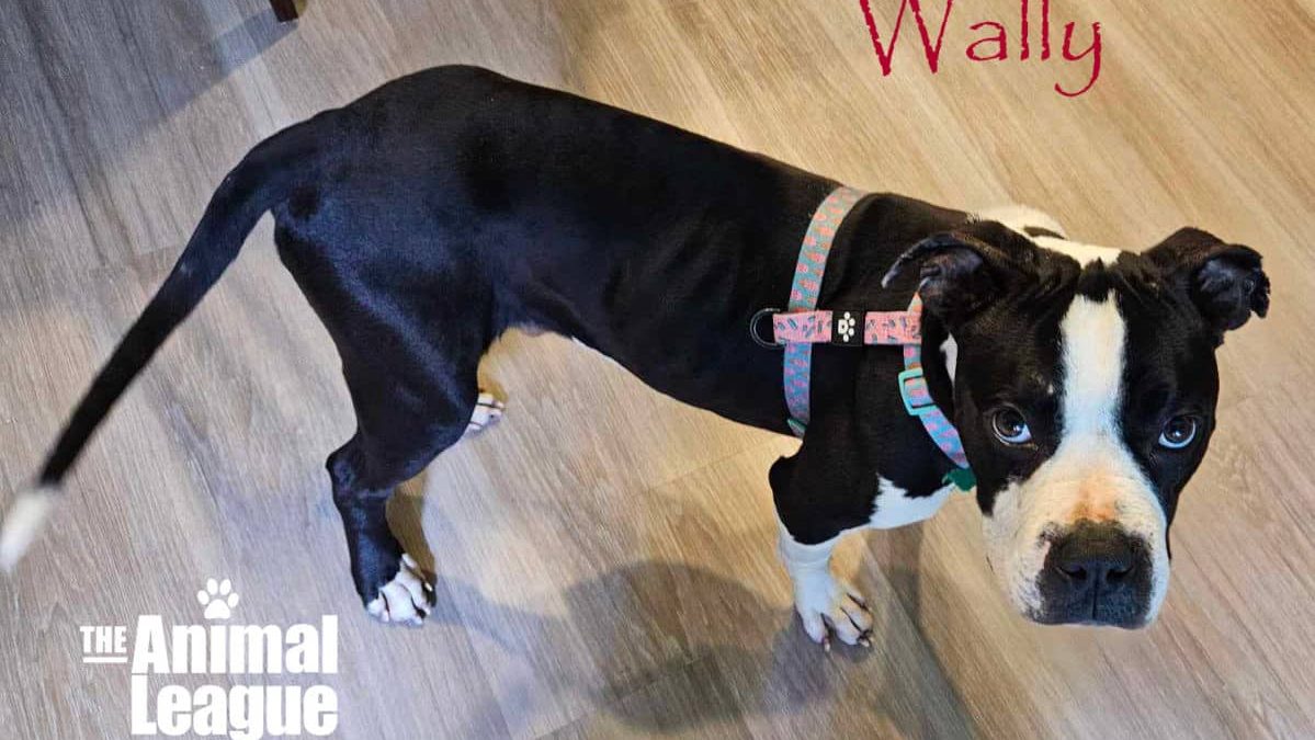 Wally, a black and white boxer blend, looking fit and healthy and ready for adoption.