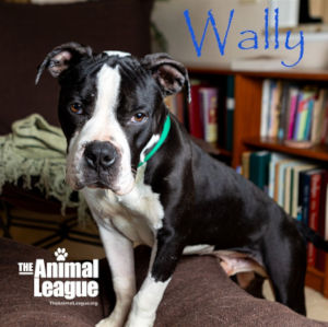 Wally stands with his front paws on a sofa, showing off his glossy coat and handsome looks.