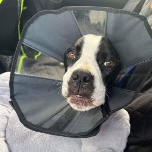 Wally wears his protective cone and rests his head on a fluffy pillow as he travels to the vet.