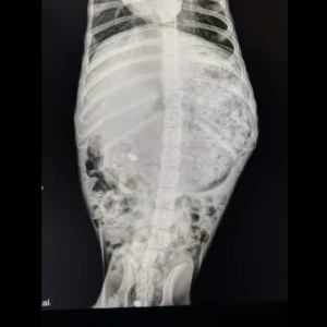 An x-ray reveals Wally's stomach is filled with rocks and plastic.