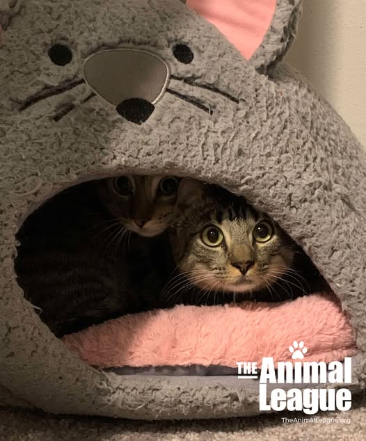 Tabby cats, Annandale and Ballantine, peep out from their fleecy igloo bed.